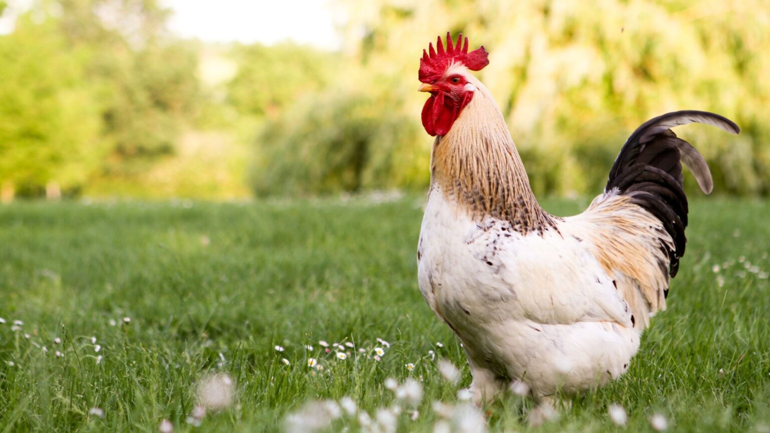 banner with rooster